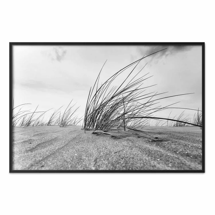 Roseau côtier - paysage noir et blanc avec végétation sur le sable