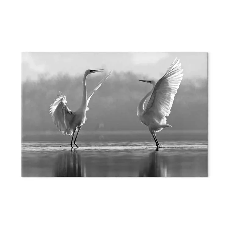 Danse des oiseaux (1 pièce) - cygnes blancs se reflétant dans l'eau