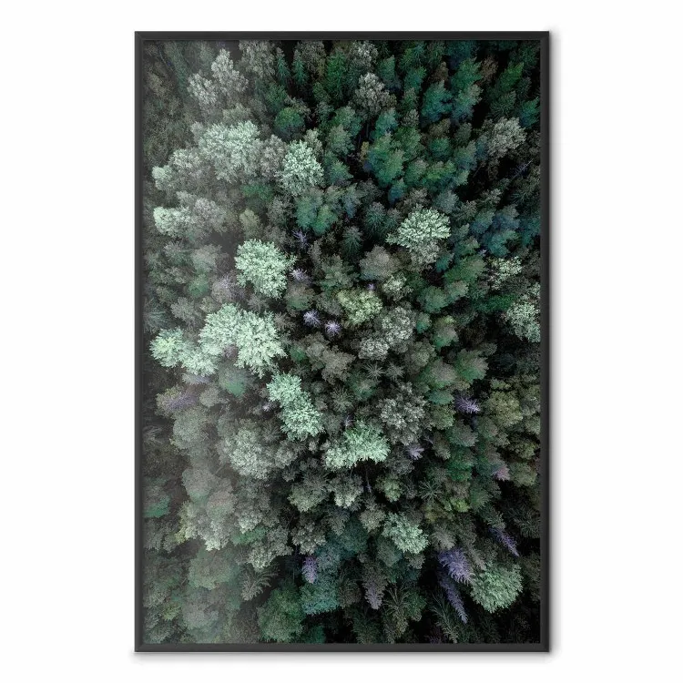 Vol forêt - Arbres Vue Aérienne