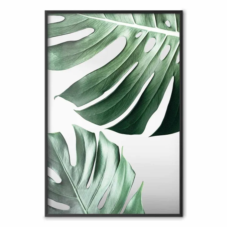Feuilles Monstera - Plantes Tropicales