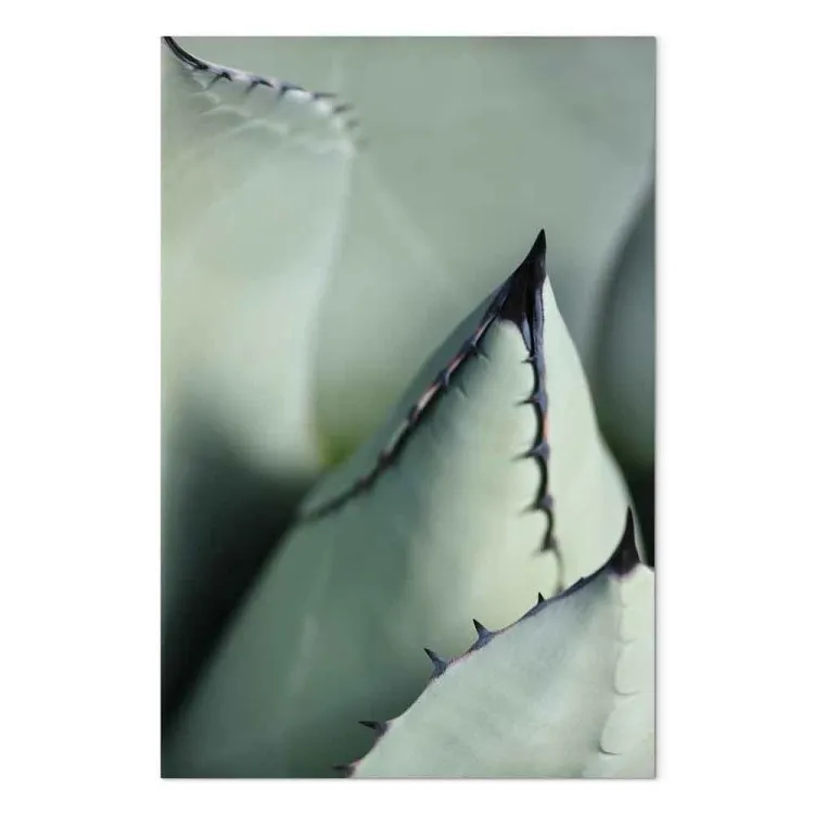 Succulent vert - un détail épineux en gros plan