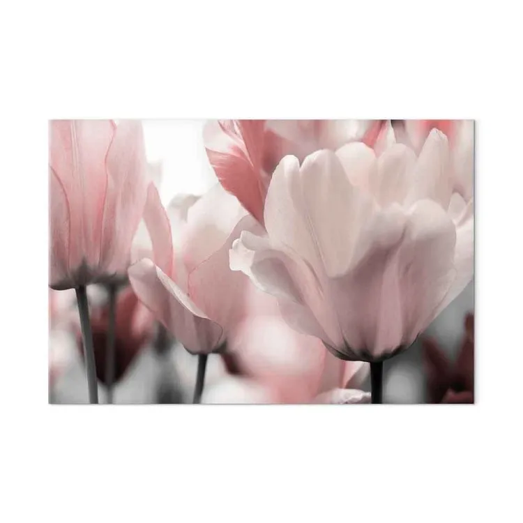 Pétales de printemps (1 partie) - fleurs tulipes roses