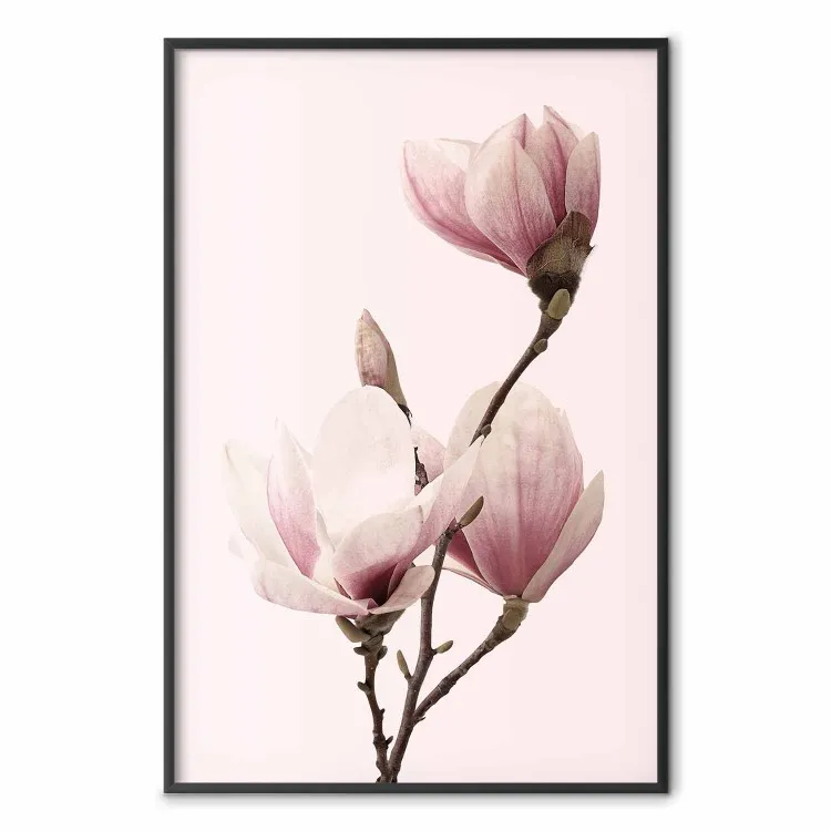 Fleurs saisonnières - magnolias roses clairs sur fond pastel