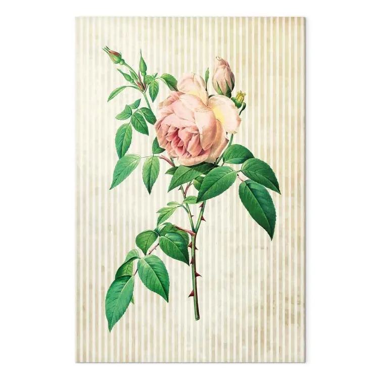 Rose délicate - nature épineuse dans une plante subtile sur fond rayé