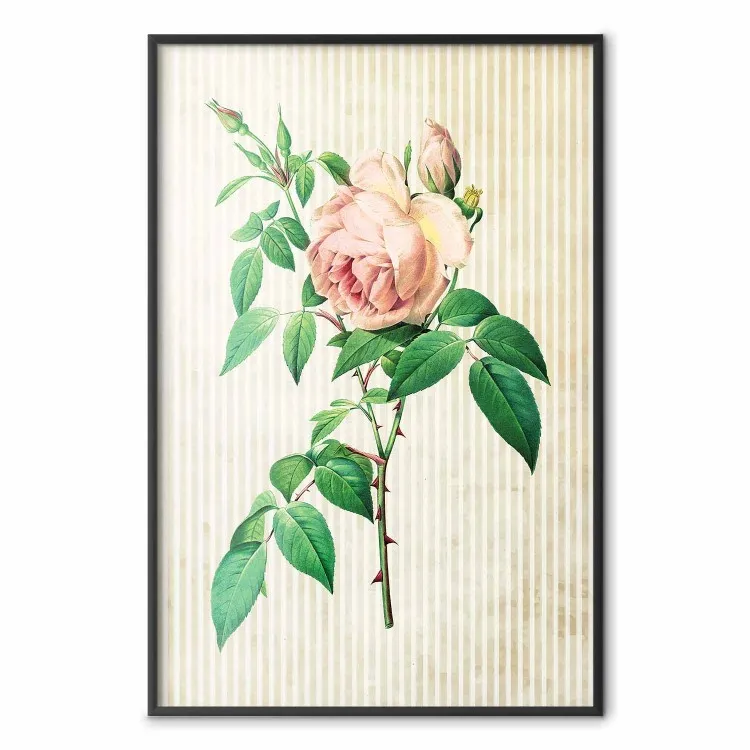 Rose victorienne - végétation colorée sur fond rayé beige