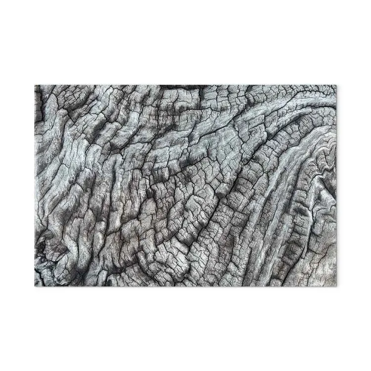 Écorce d'arbre - une structure de la nature en gris monochrome