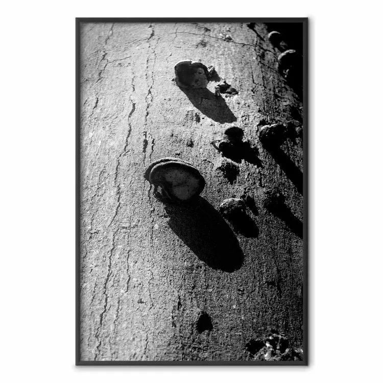 Fragment Forêt - Photo Arbre Champignon