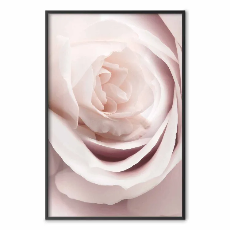 Rose de porcelaine - plante rose, belle fleur de rose