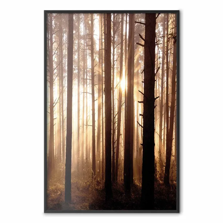 Sentiers forestiers - paysage forestier sous rayons de soleil