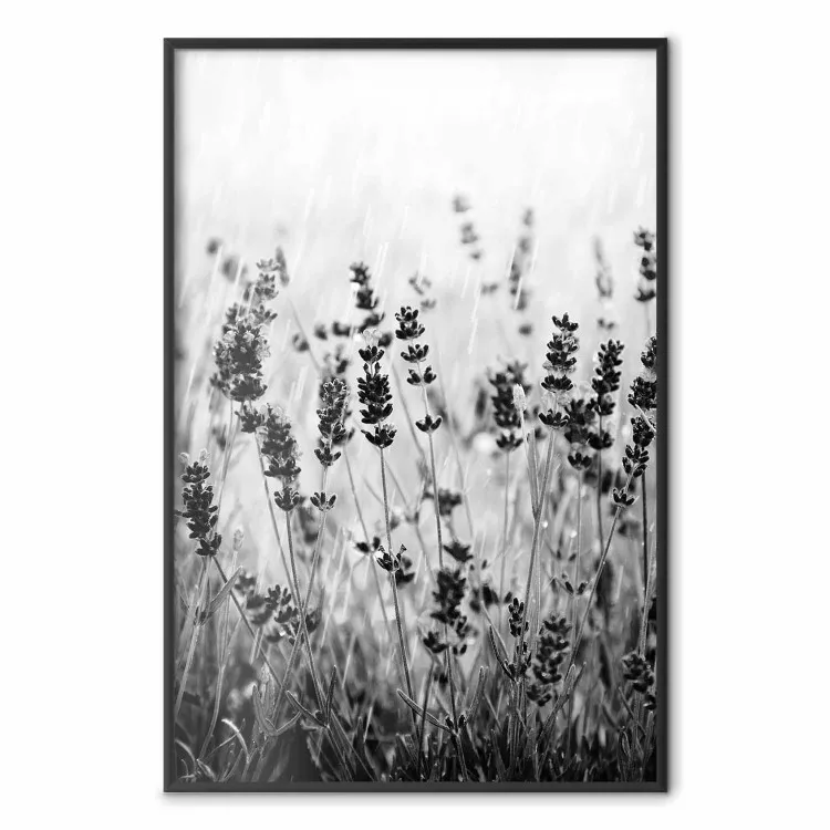 Lavande sous pluie - plantes fleuries dans motif noir et blanc