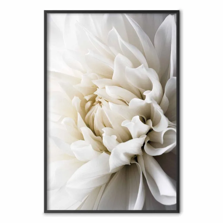 Dalie Blanche - fleur veloutée blanche romantique