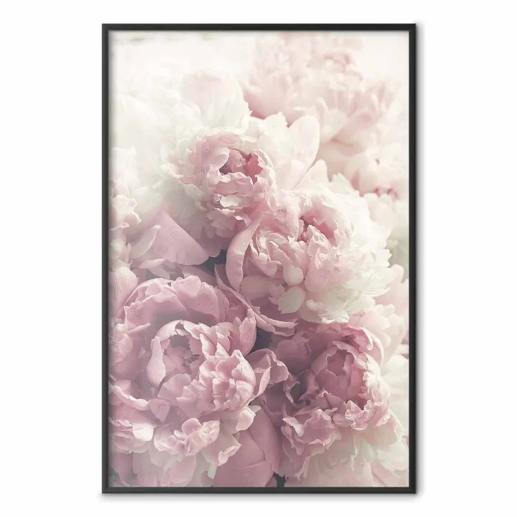 Pivoines délicates