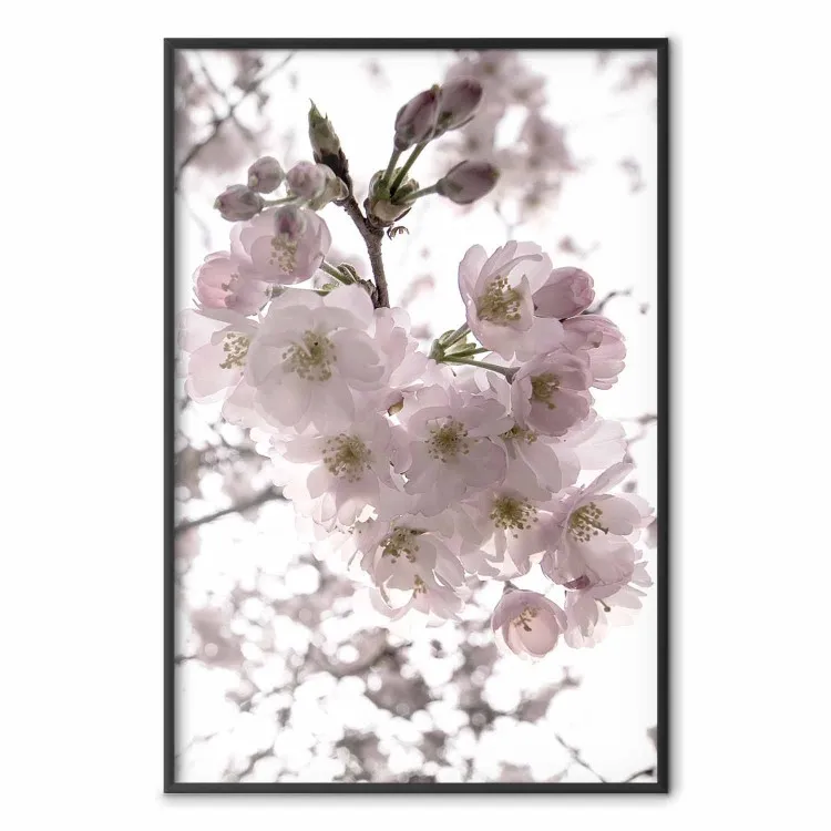 Fleurs de cerisier