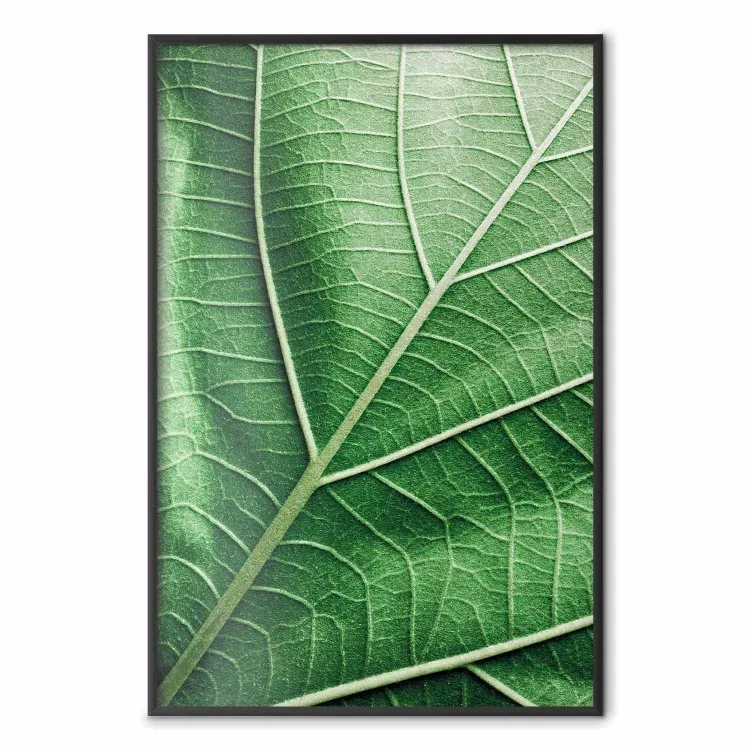 Feuille de Malachite - feuille verte avec texture précise