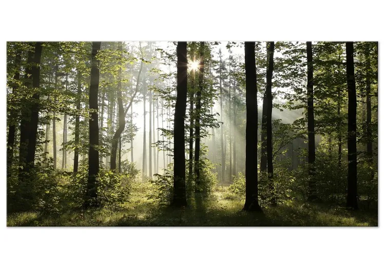Forêt : Matin merveilleux II