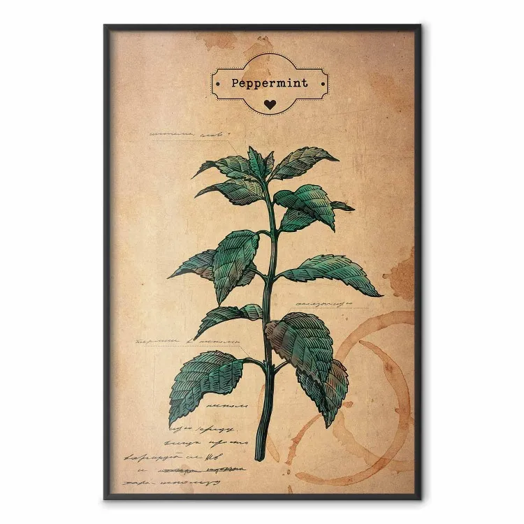 Fantaisie de menthe