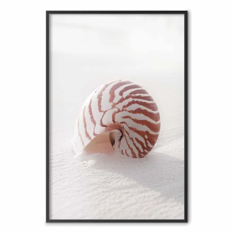 Un coquillage d'août