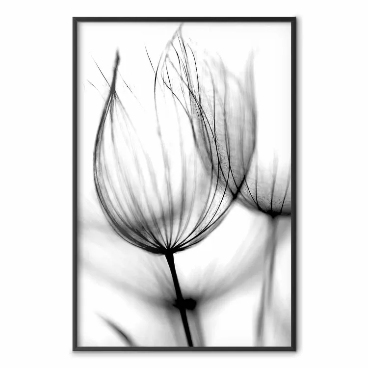 Pissenlit dans le vent