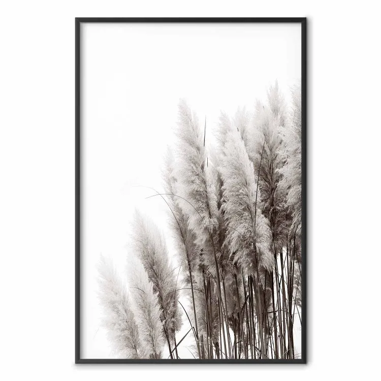 En attendant le vent - paysage monochromatique, plantes, fond blanc