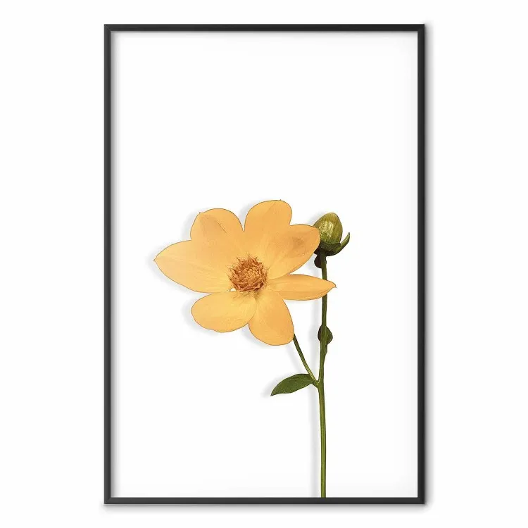 Fleur charmante - plante avec une fleur jaune sur fond blanc uni