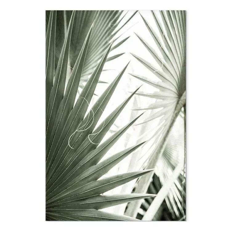 Aiguilles de plantes - des plantes exotiques en vert froid
