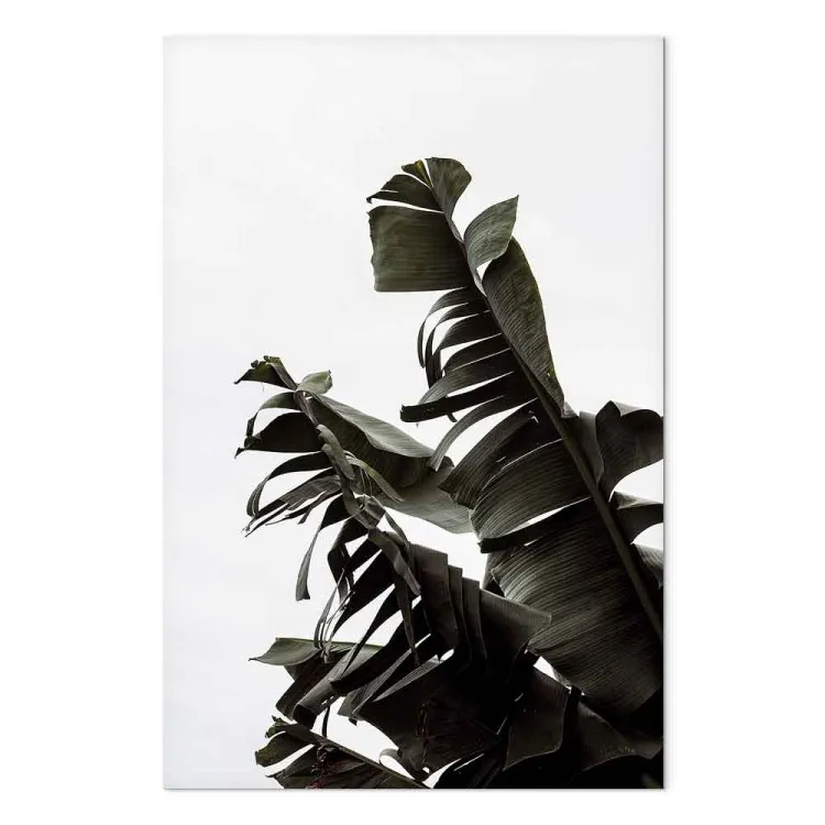 Grand vert - feuilles d'une plante exotique grimpant au ciel