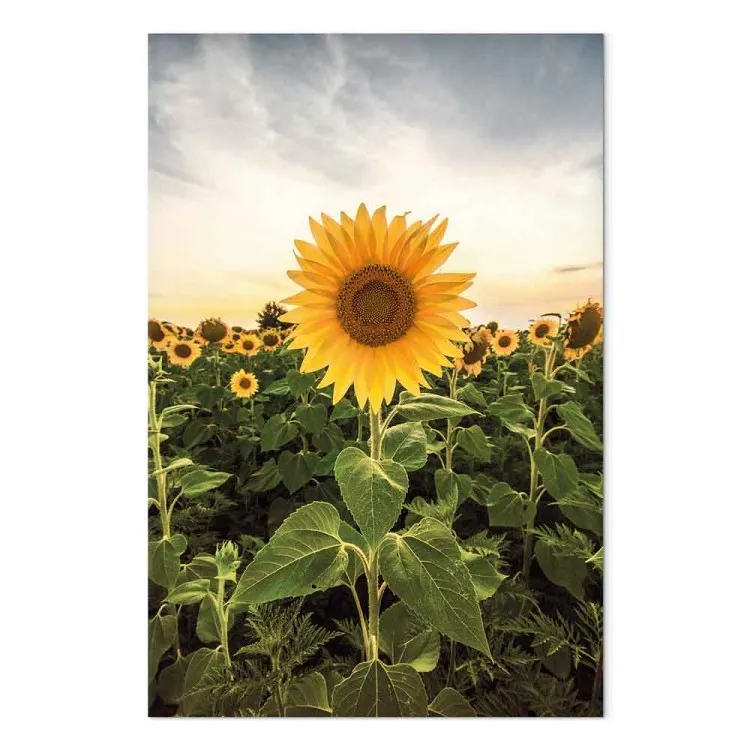 Champ de tournesols (1 partie) - Prairie printanière