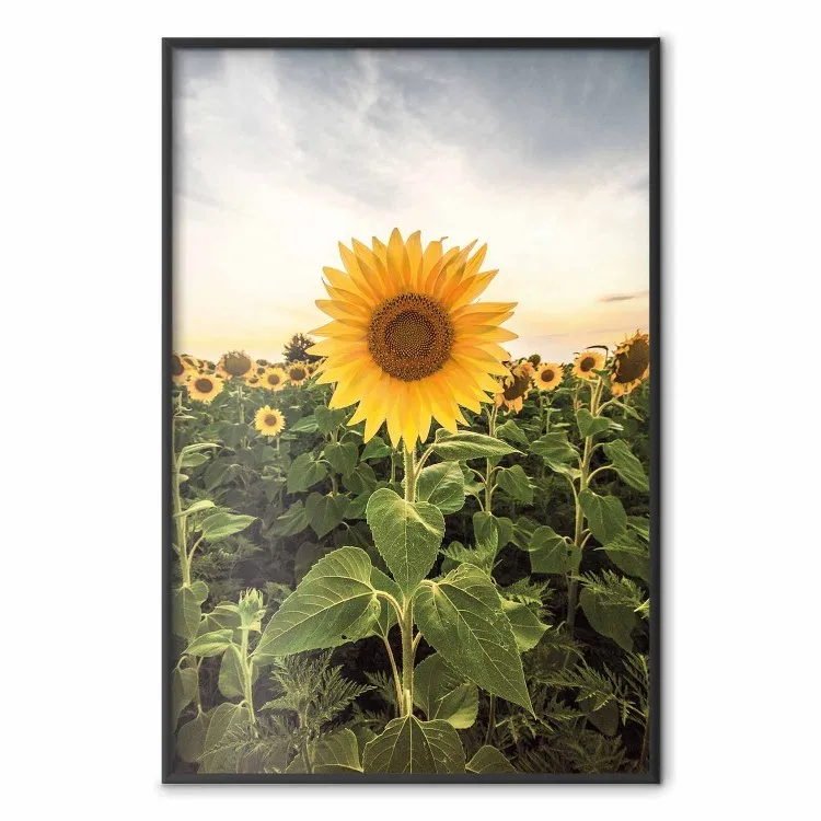 Champ de tournesols - champ plein de tournesols jaunes