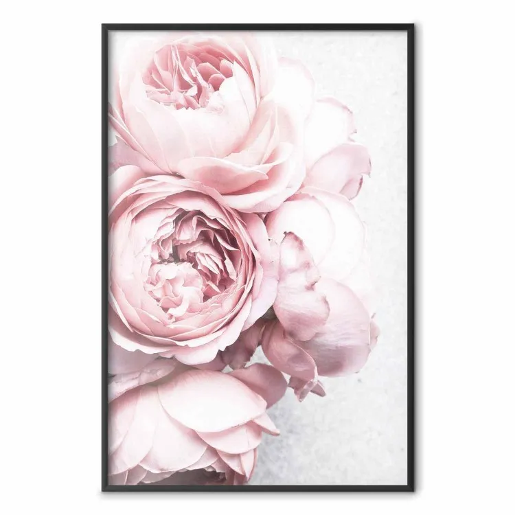 Parfum de rose - bouquet de fleurs roses sur fond clair