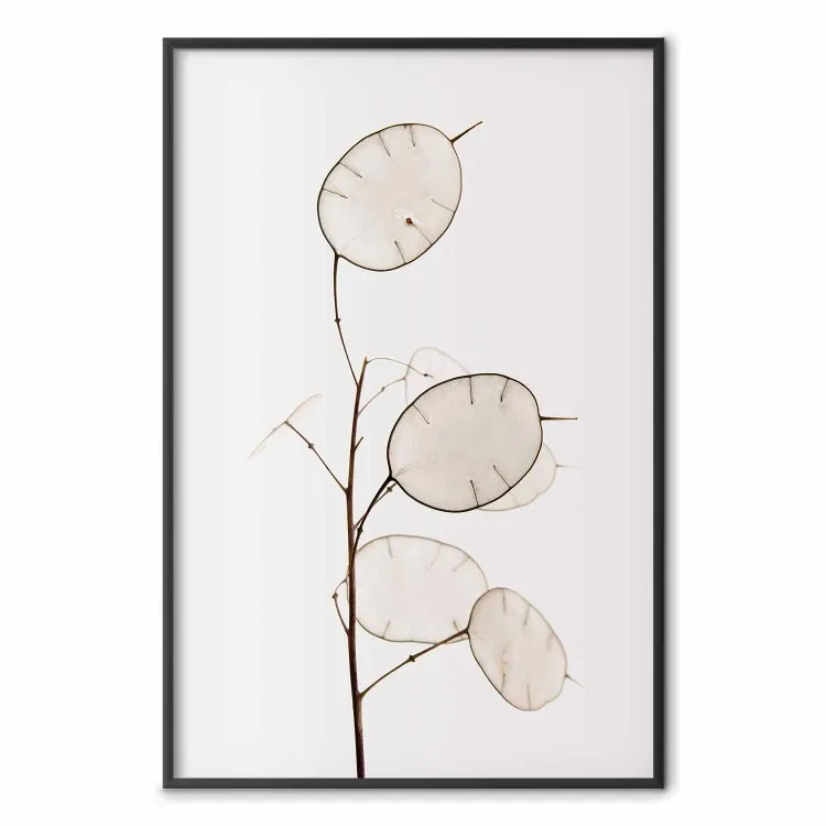 Lunaire : monnaie du pape - motif botanique minimaliste sur fond blanc