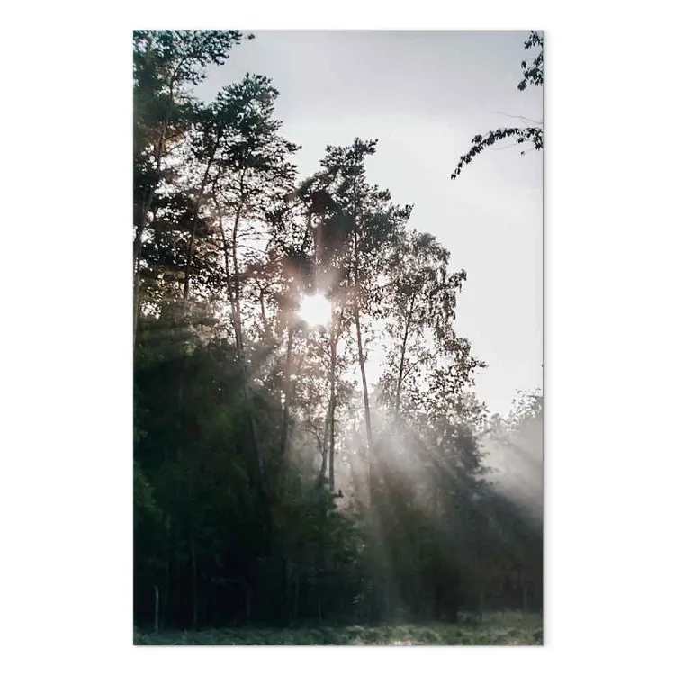 Soleil perçant à travers les arbres - une photo d'un paysage forestier