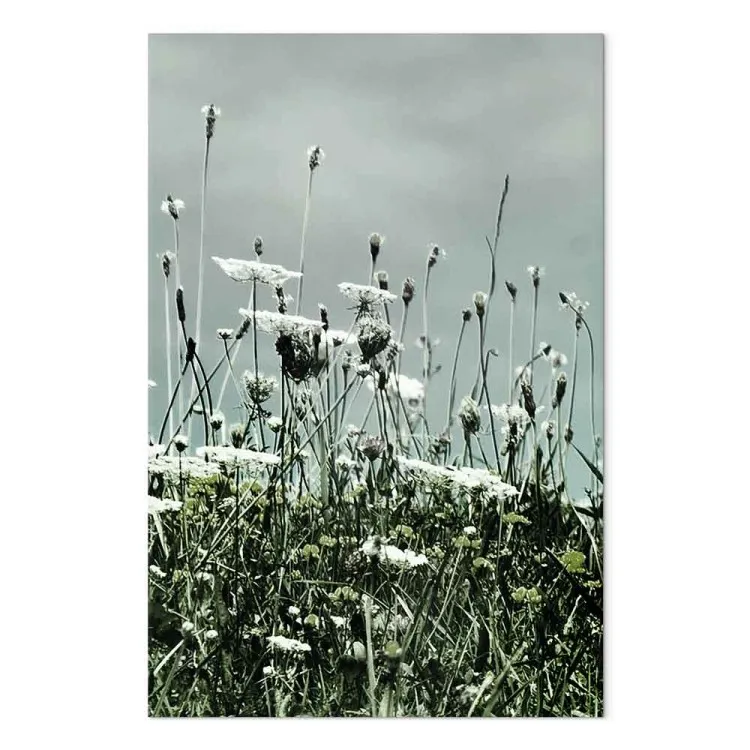 Champ de coquelicots blancs - un paysage avec un ciel gris