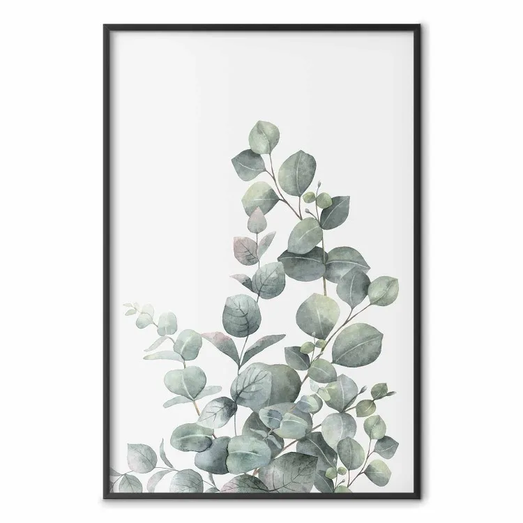 Branches d'eucalyptus