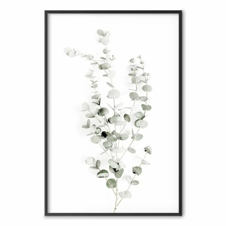 Eucalyptus Caesia - motif botanique des feuilles vertes sur fond blanc