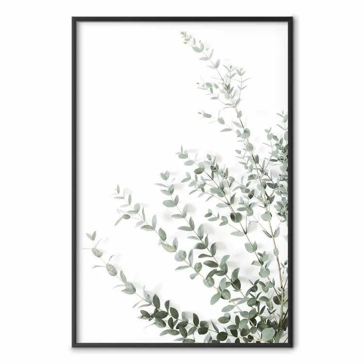 Eucalyptus Parvifolia - composition minimaliste d'une plante verte