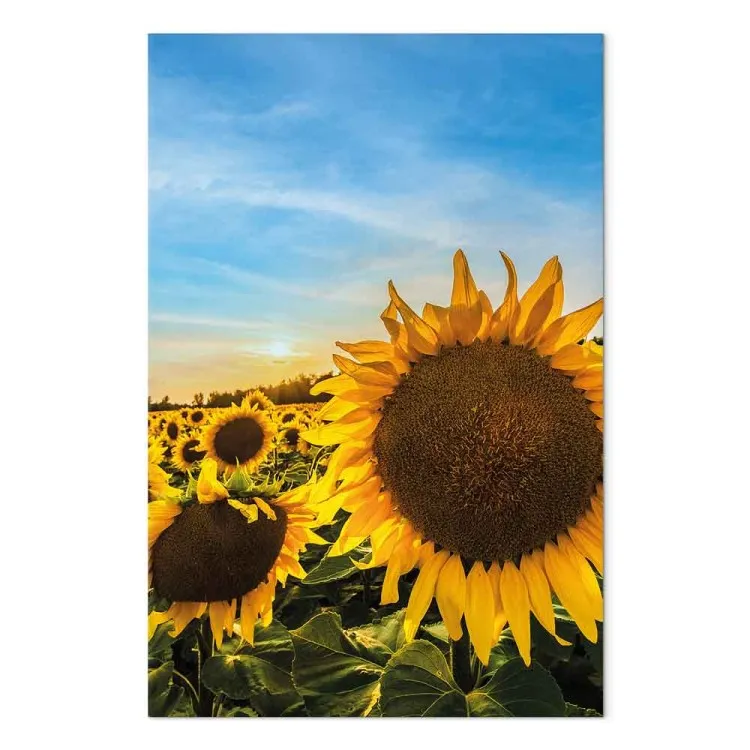 Fleurs de la paix (1 partie) vertical - Tournesols sur un champ vaste