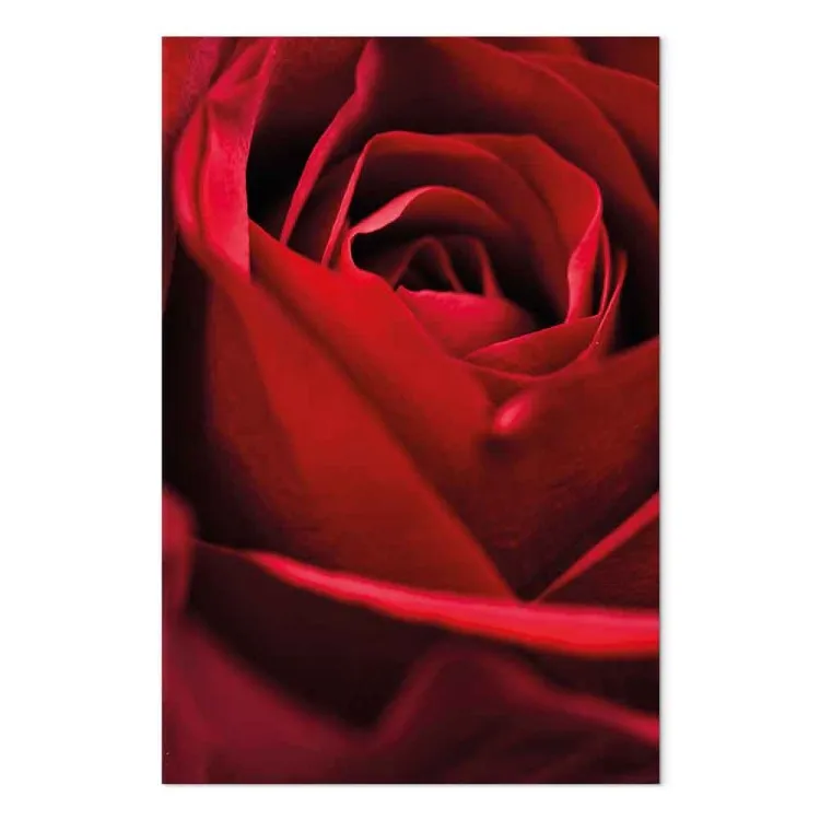 Fleur rouge - gros plan sur pétales délicats de rose