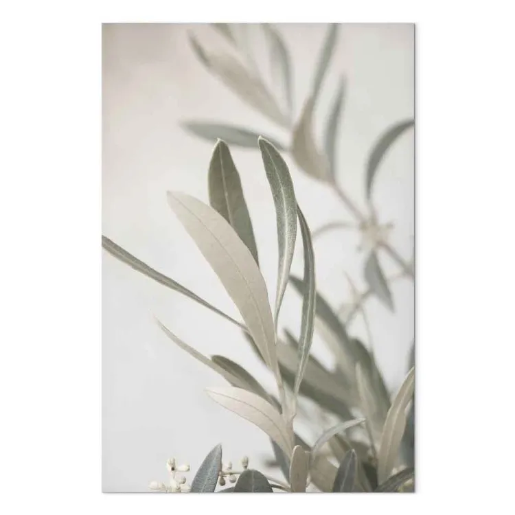 Branche d'olivier (1 partie) - paysage, feuilles sur fond clair