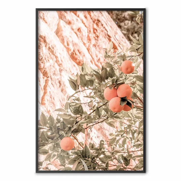 Jeunes clémentines - branche d'arbre mandarinier avec des fruits