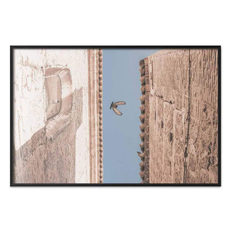 Oiseau urbain - pigeon volant entre deux bâtiments