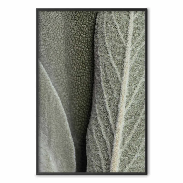 Plante sauge - gros plan sur des feuilles rugueuses