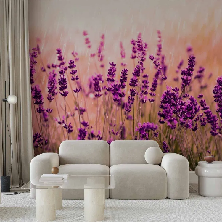 Lavande sous la pluie - paysage de prairie avec des fleurs violettes