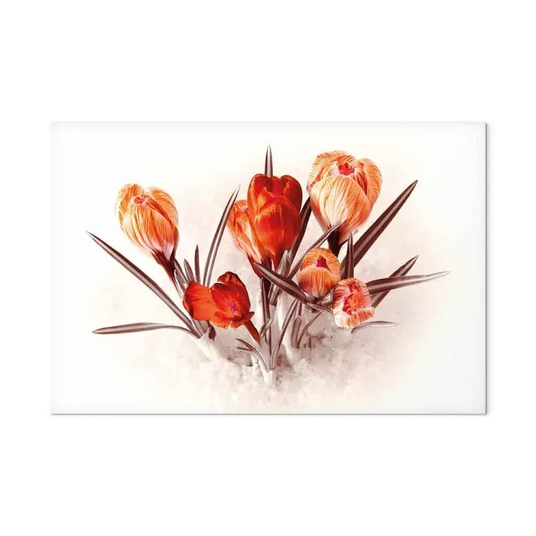 Crocus rouges (1 partie) - Bouquet romantique de fleurs printanières